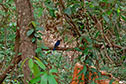 Spot birds, monkeys, langurs, porcupines, peacocks and deer in the forest