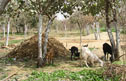 Resident goats for more fresh milk