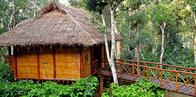 Indulge your wild side in the tropical forests of Wayanad in Kerala.