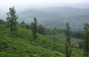 Tea plantations of North Wayanad. Photo by Dhruvaraj S.