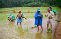 Volunteering on the rice paddies