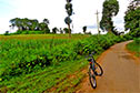 Cycling along the maize fields