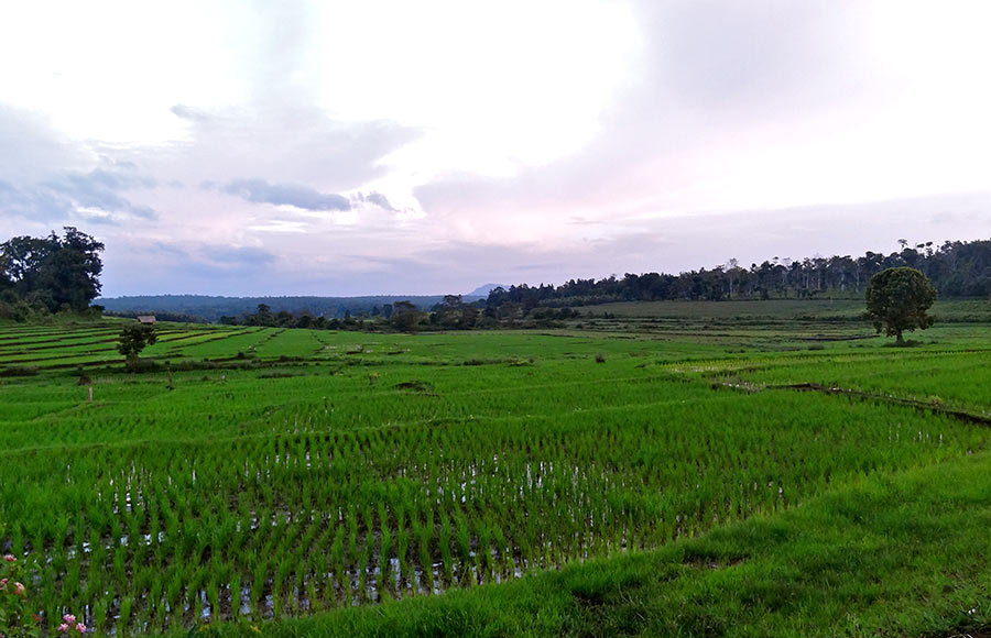 The rice paddies