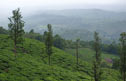 Tea plantations along the western ghats. Photo by Dhruvaraj S.